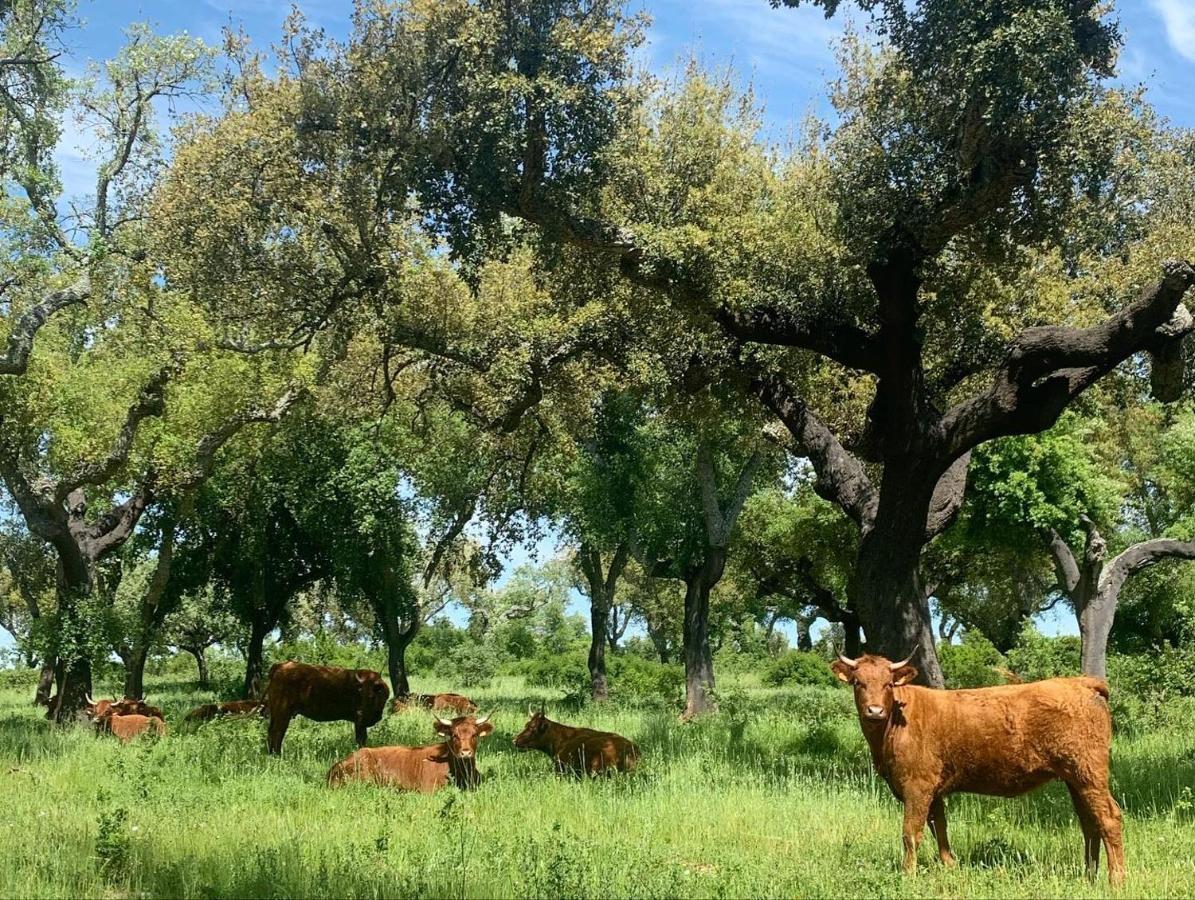 Herdade Da Maridona - Agroturismo Estremoz Exterior foto